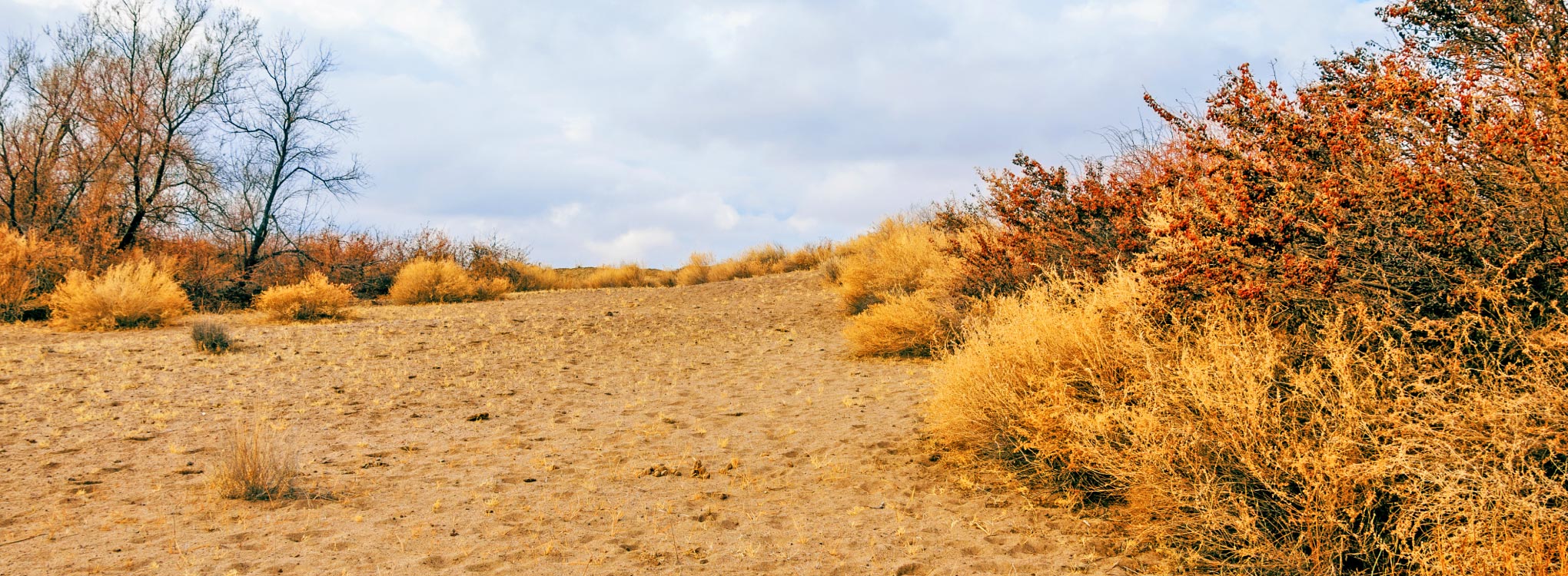 slider-african-background-OCT2023.jpg