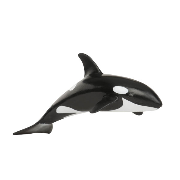 side view of Killer Whale