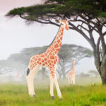 Toy giraffe figurines in savannah