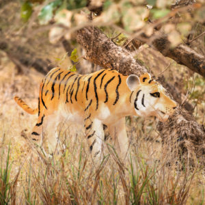 Toy tiger figurine in tall grass
