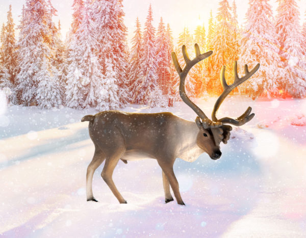 Toy caribou figurine in tundra