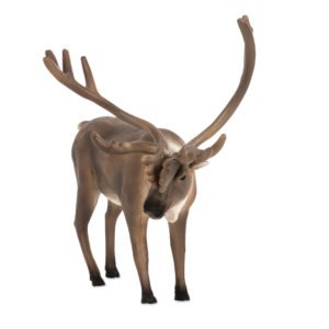 front view of caribou