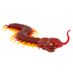 Remote control giant centipede educational toy