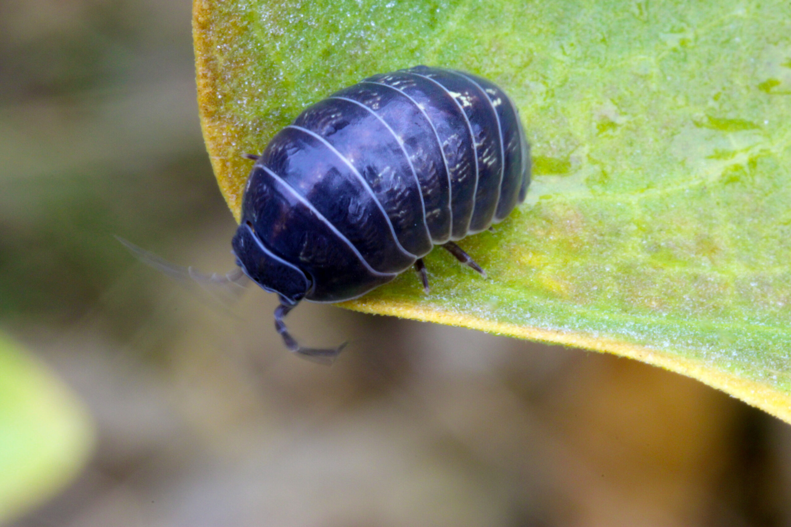 Common Pill Bug 01 Pill Bug on leaf