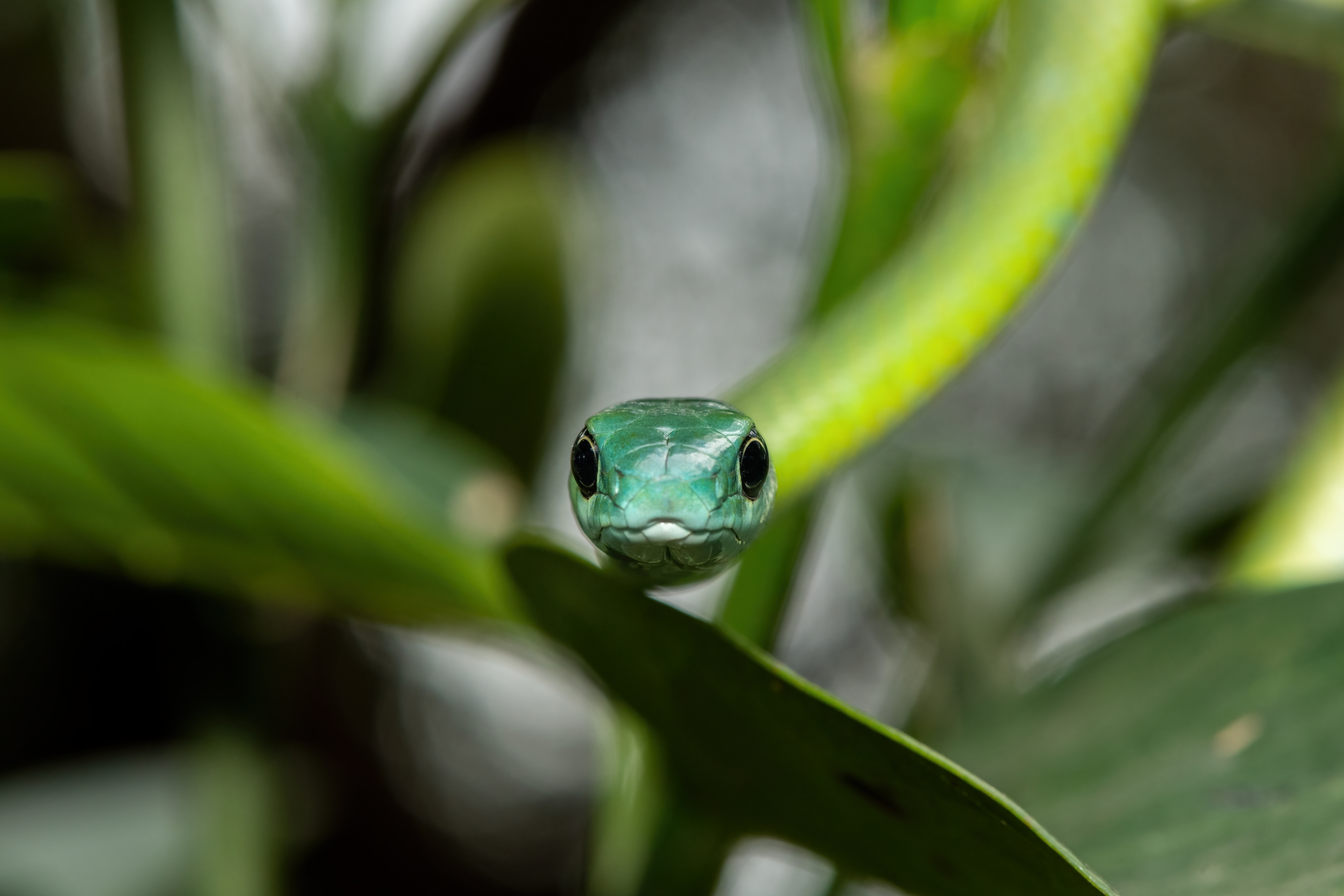 Cute snake poking its head out of leaves