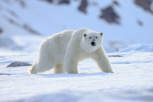 Polar bear roaming