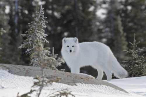 Arctic fox standing in the wilderness