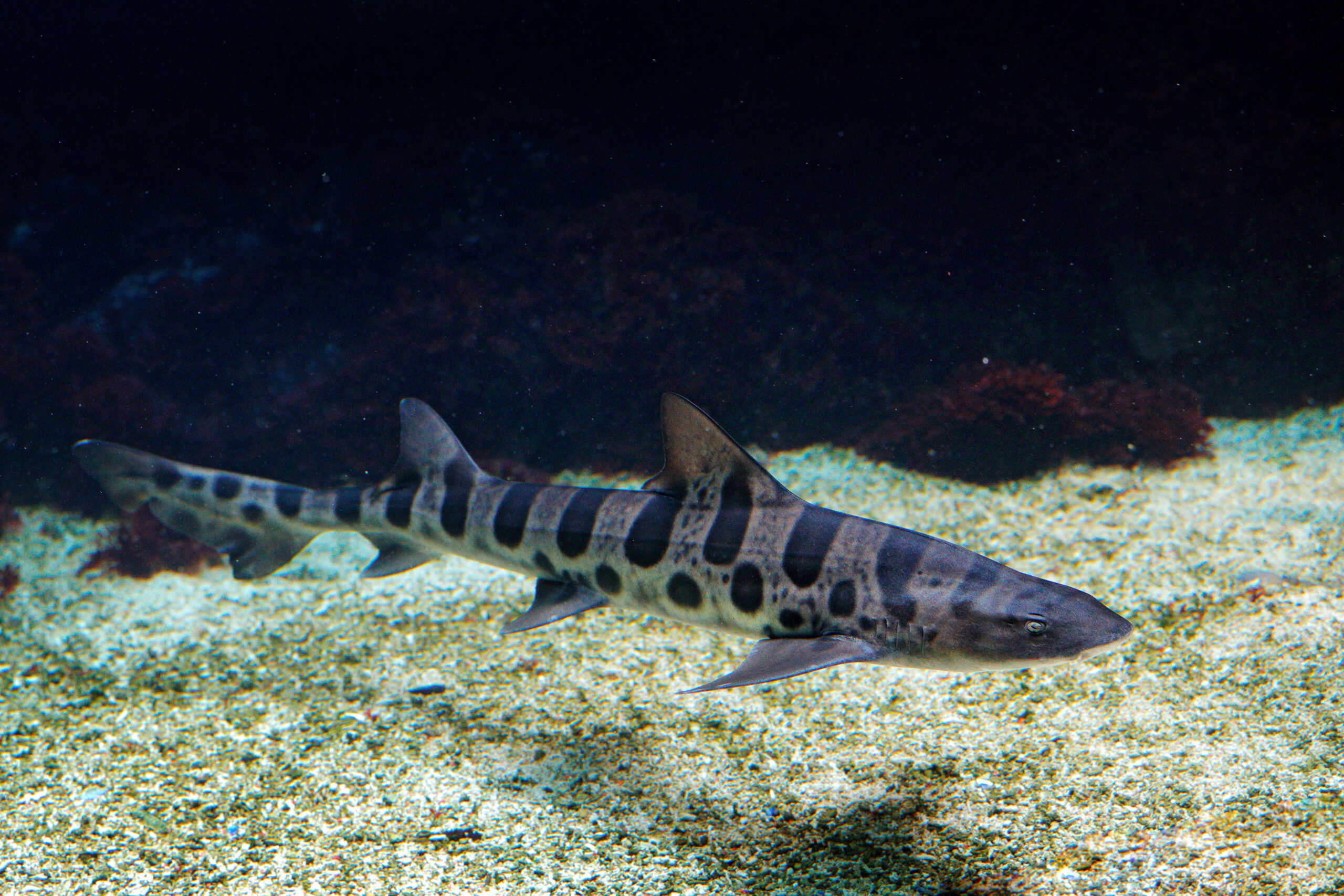Leopard shark, Triakis semifasciata, is a species of houndshark, family Triakidae. from the Pacific coast of North America. Animal in the sea habitat, wildlife in ocean. Swimming Leopard Shark