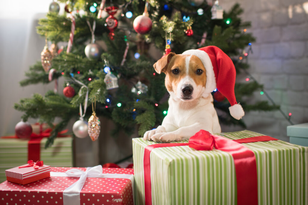 cute little kitten of the Neva masquerade breed sits in a gift box, christmas background, christmas