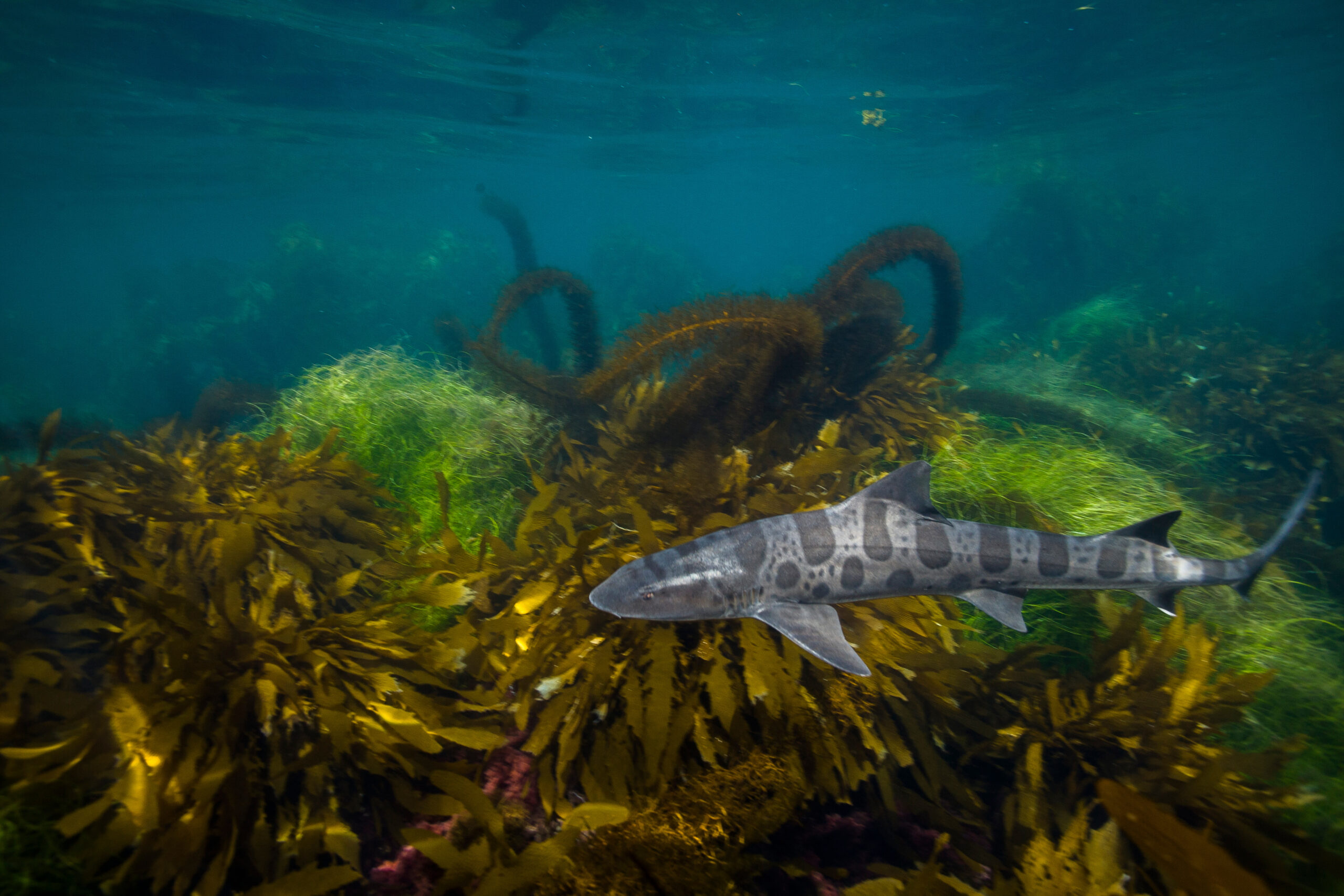 Leopard shark in Pacific Ocean near Santa Barbara, California