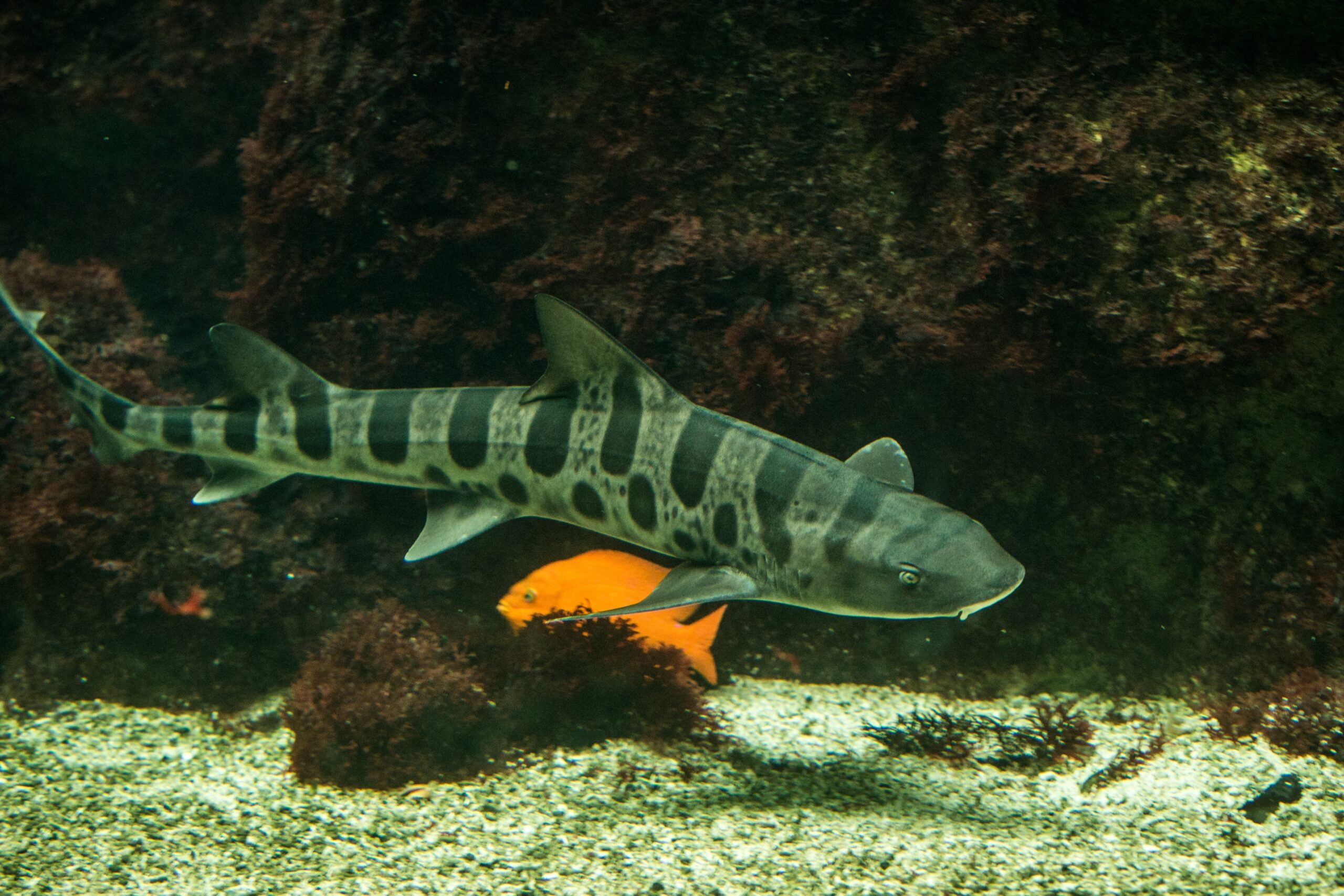 Leopard shark (Triakis semifasciata), coral reef fish, Salt water marine fish, beautiful mid-size shark with tropical corals in background, aquarium, wallpaper Leopard shark in coral reef