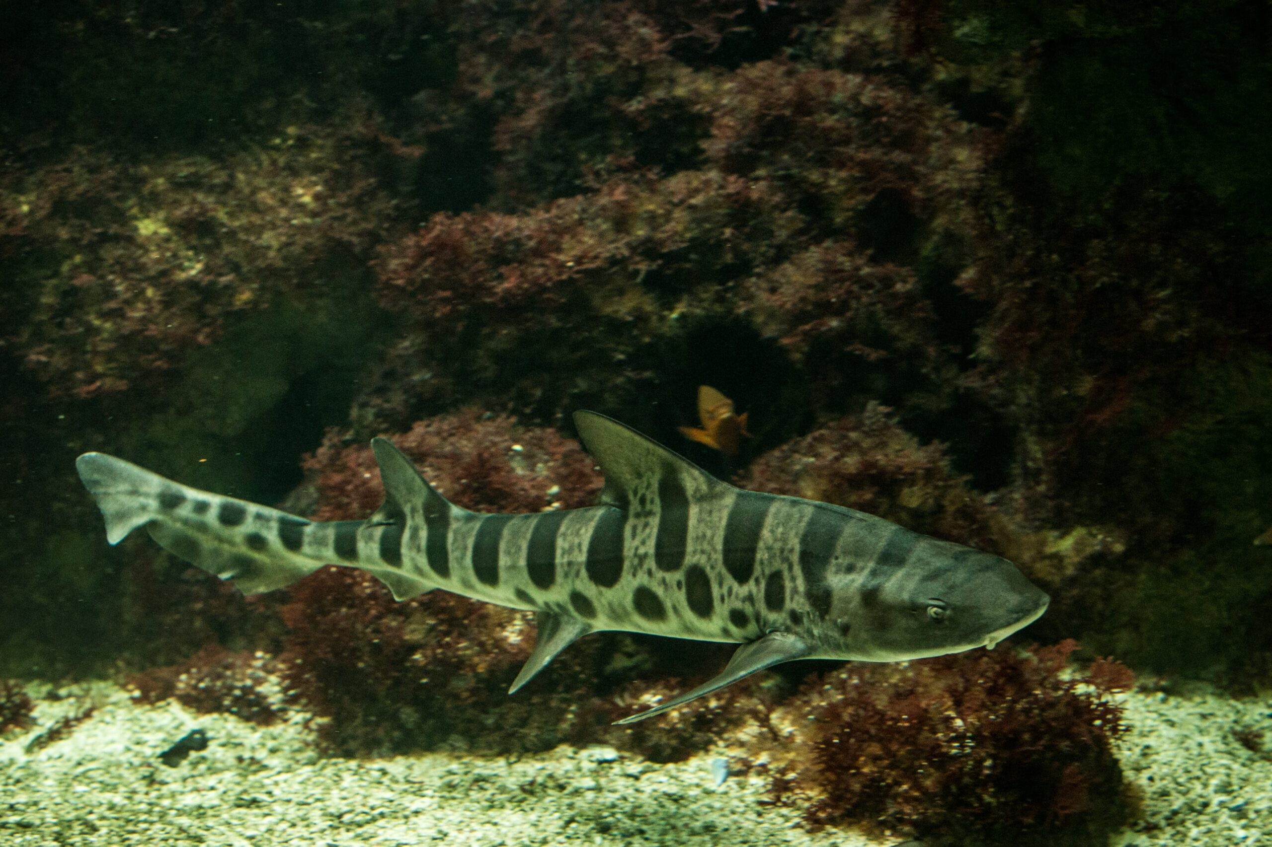 Leopard shark (Triakis semifasciata), coral reef fish, Salt water marine fish, beautiful mid-size shark with tropical corals in background, aquarium, wallpaper Swimming Leopard Shark