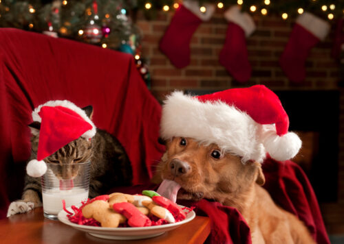 Cat and Dog eating and drinking Santa's cookies and milk.