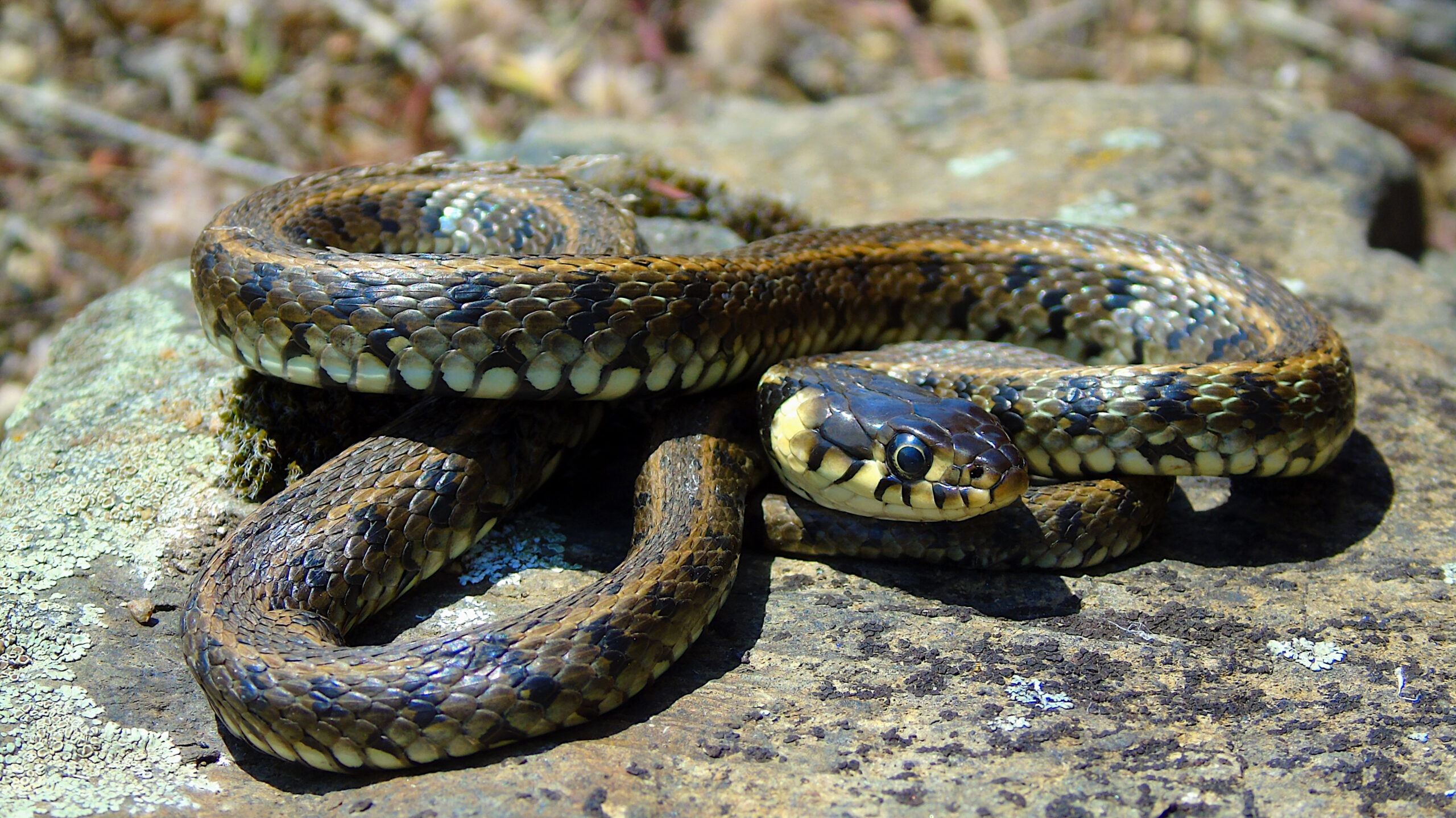 Grass Snake