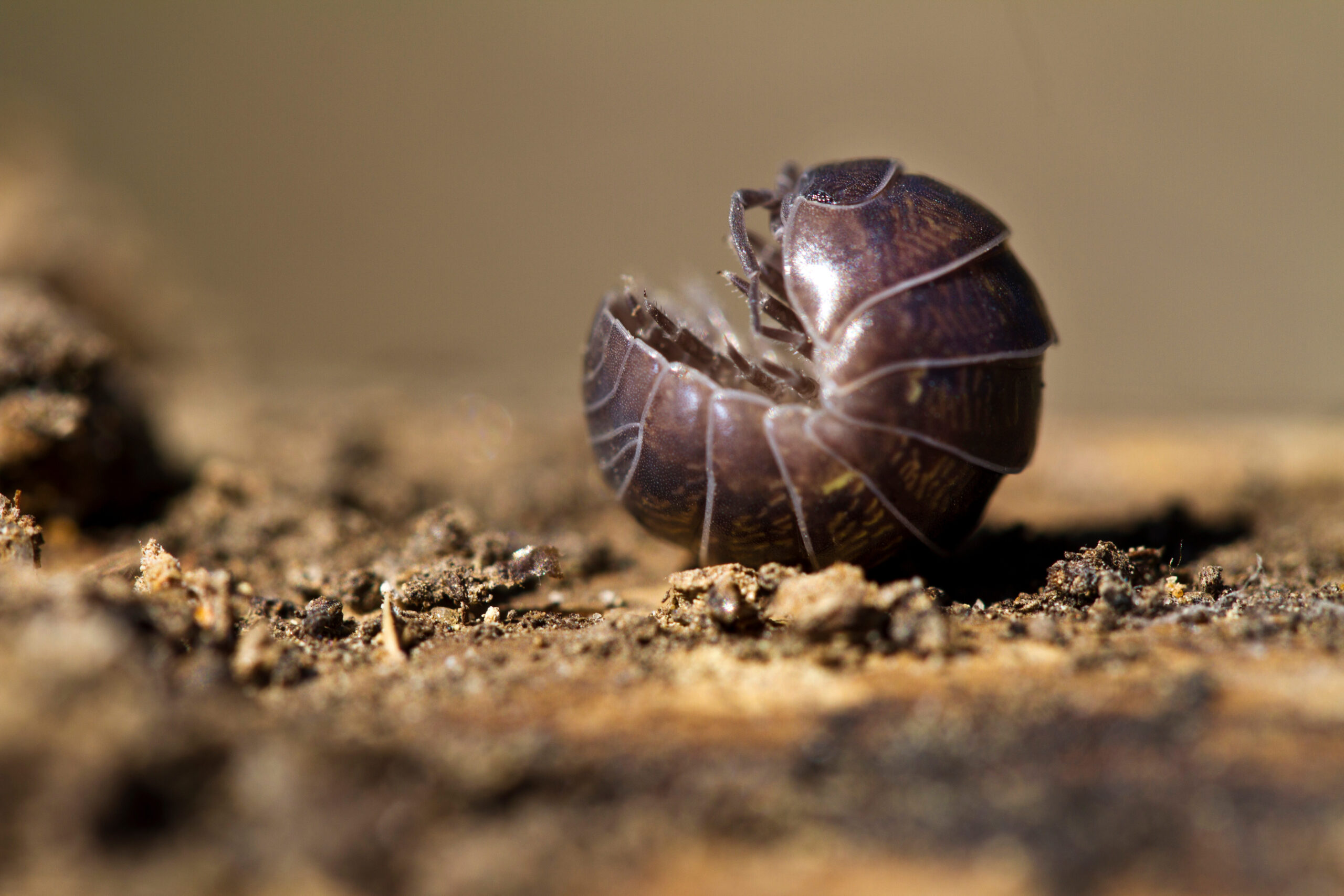 pill bug Close up of pill bug rolled up