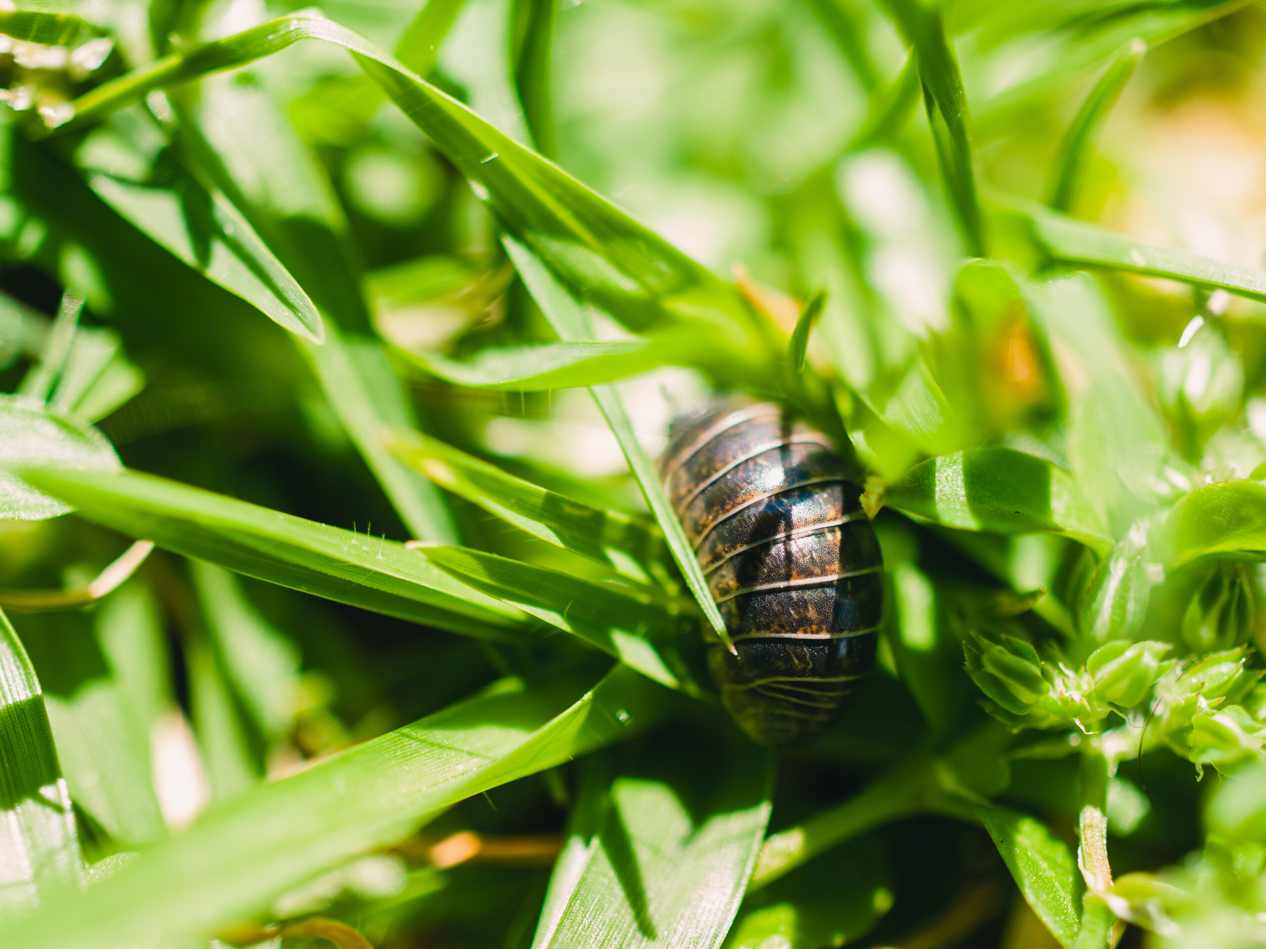 Pill bug in the garden Pill bug on a blade of grass
