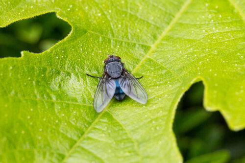 Blow Fly on Leaf