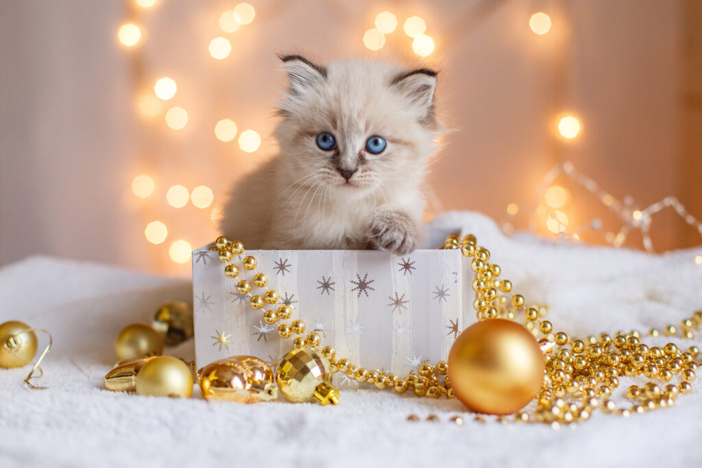 cute little kitten sits in a gift box, christmas background,