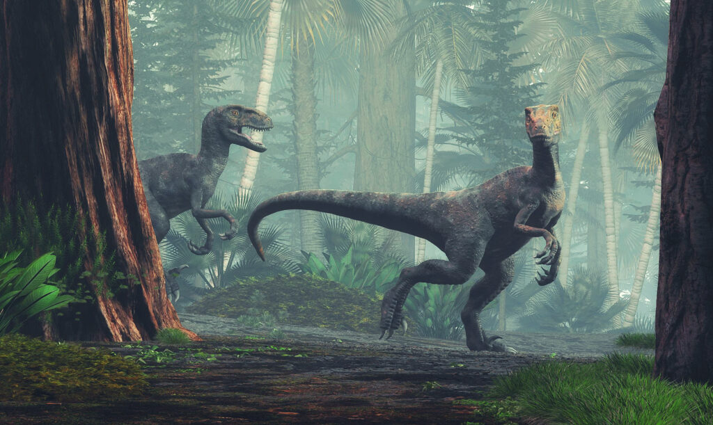 Velociraptor walking through the forest. This Dinosaur lived in the late Cretaceous period. Velociraptors walking through the forest, late Cretaceous dinosaurs
