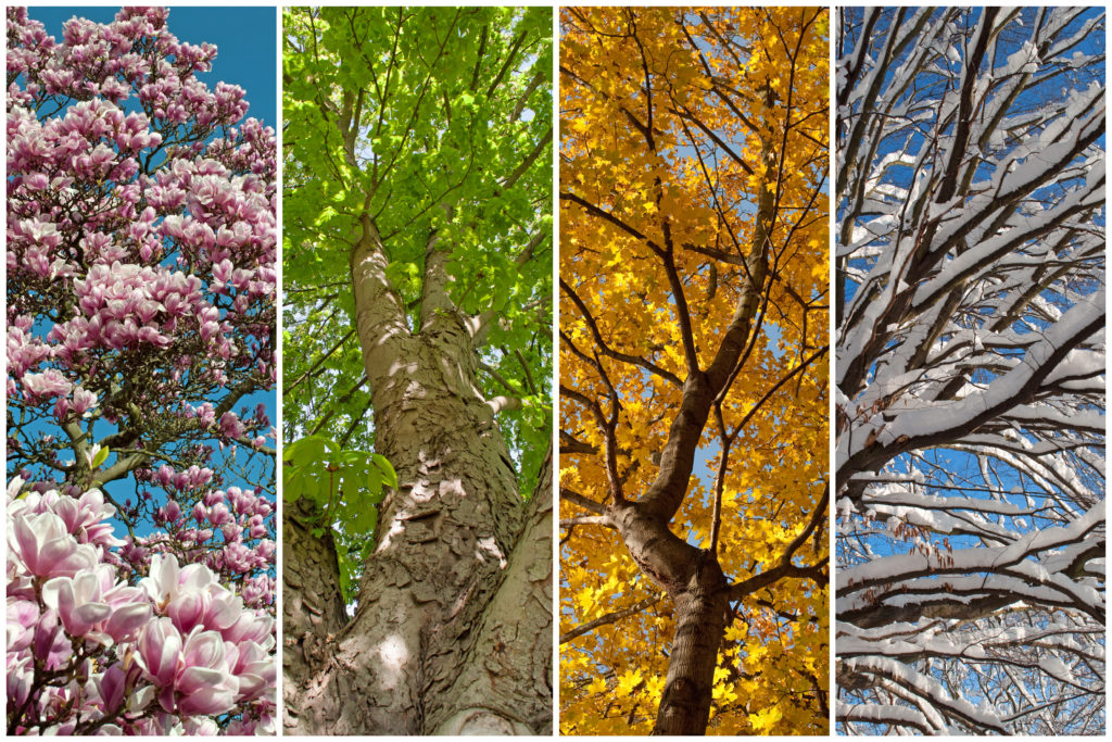 Trees in every season, spring, summer, fall and winter