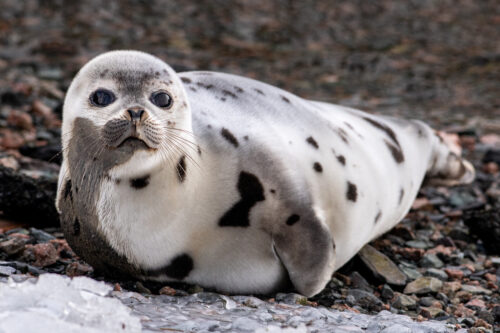 Baby harp seal