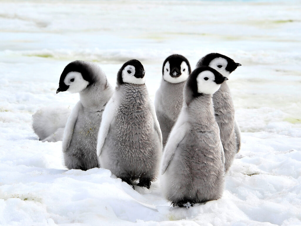 group of baby penguins