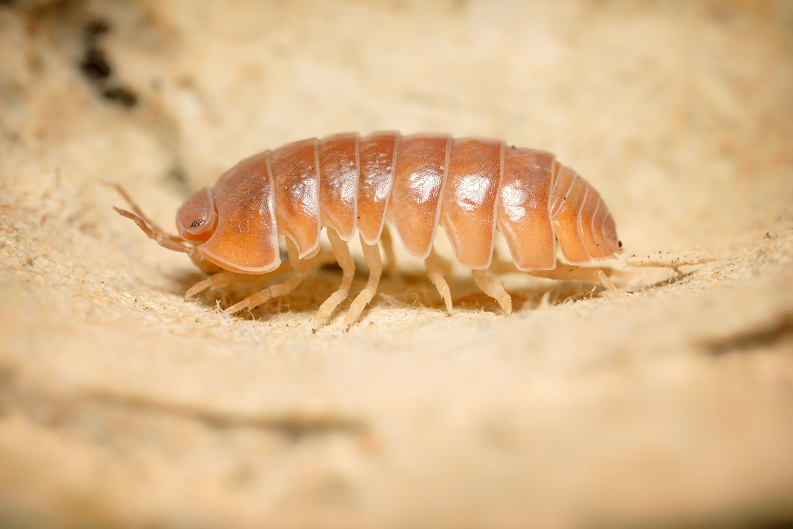 Armadillo officinalis Brown ball isopoda woodlouse. Armadillo officinalis assel exotic animal in the natural background macro photography Roly Poly Bug