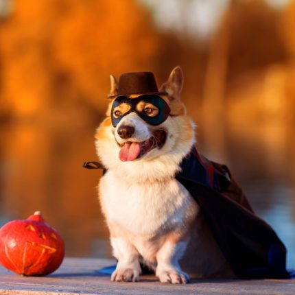 A small do wears a Zorro costume with a cape, mask and hat