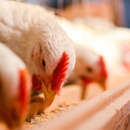 A hen with white feather