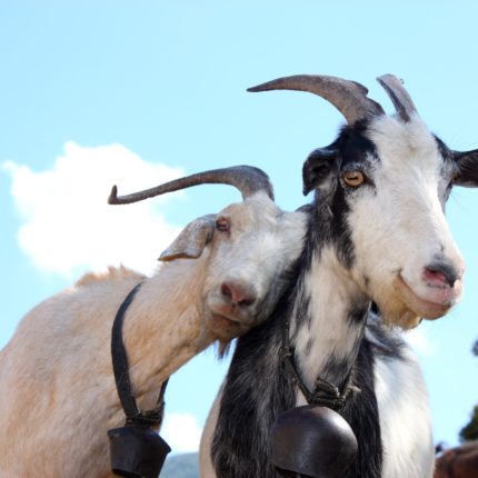 A white goat and black and white goat side by side