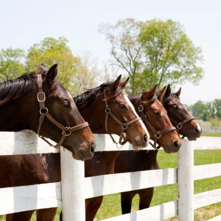 Four brown horses in a row peering above a stable fence