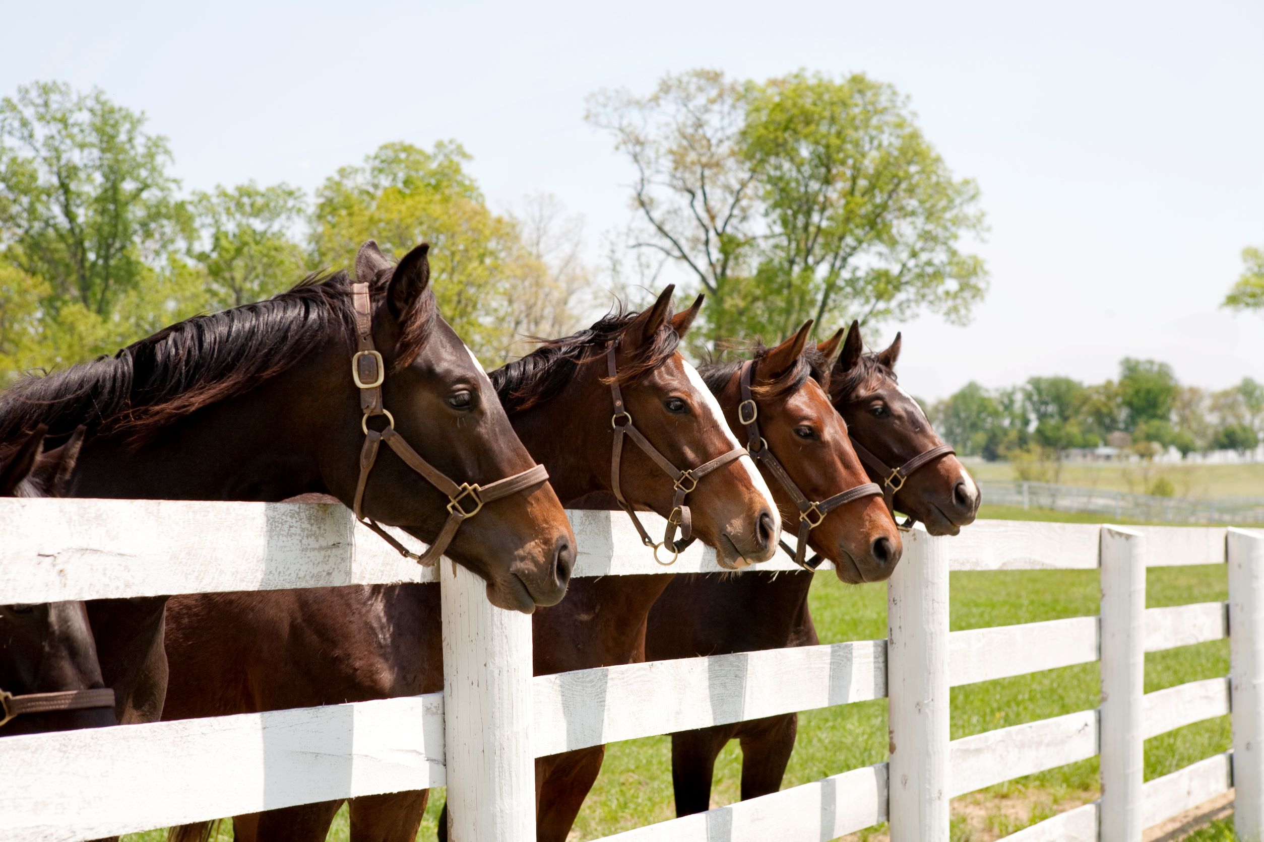 Four brown horses in a row peering above a stable fence