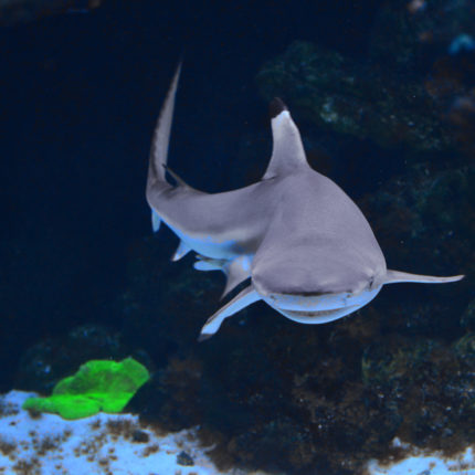 A dwarf Shark sails near the stone deep in the water