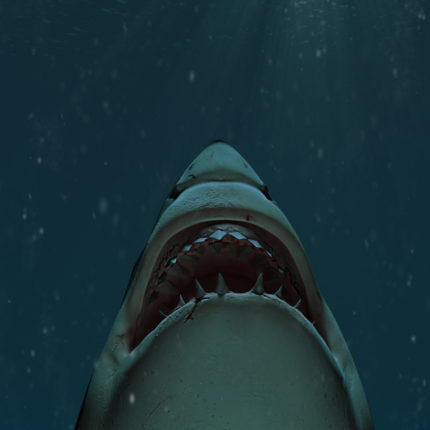 Great white shark swimming towards the surface with mouth open