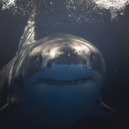 Close up of Great White Shark face and mouth swimming beneath the surface.