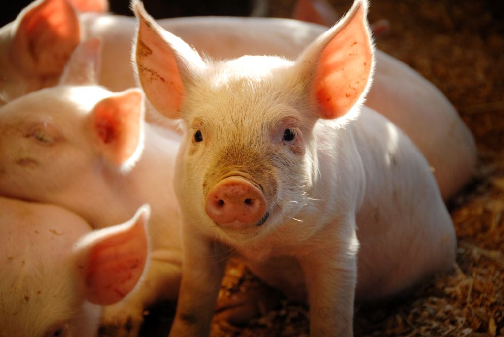 A small piglet on a bed of hay.