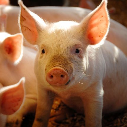 A small piglet on a bed of hay.