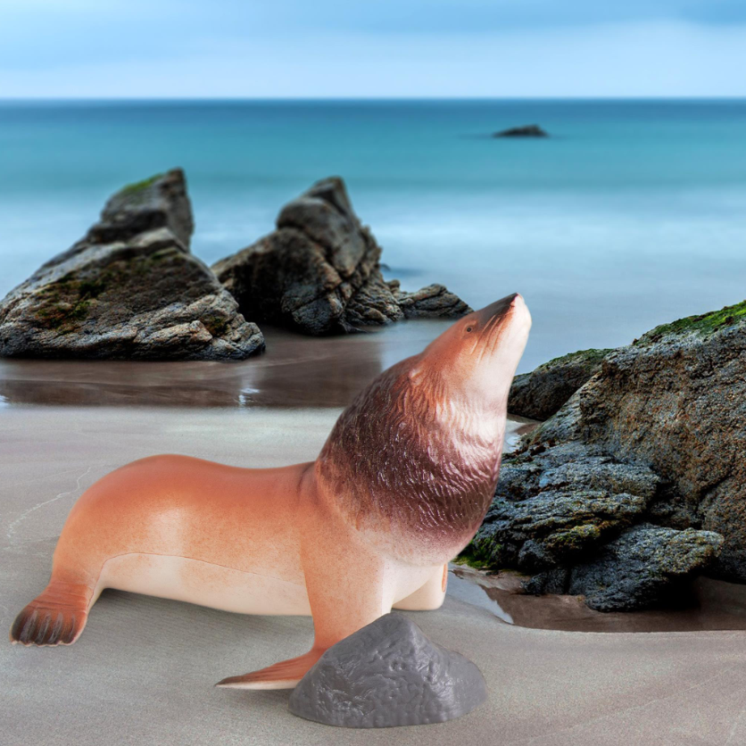 sea lion on beach with rocks.